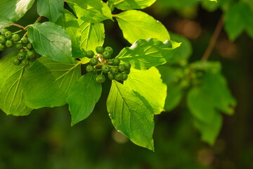 Hartriegel (lat.: Cornus): Blätter und grüne (unreife) Beeren an einem Strauch im Garten im Sommer