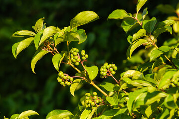 Grüne unreife Beeren und Blätter an der giftigen Gartenpflanze Hartriegel (lat.: Cornus) in einer...
