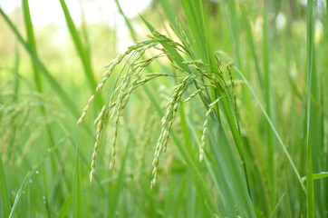 the green ripe paddy plant grains in the season.
