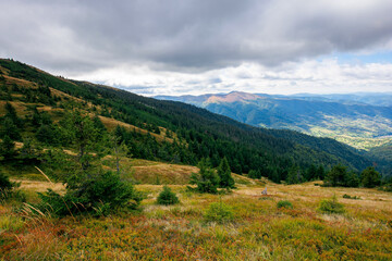 Fototapeta premium beautiful autumn landscape. hillside of mountain range with coniferous forest and meadow