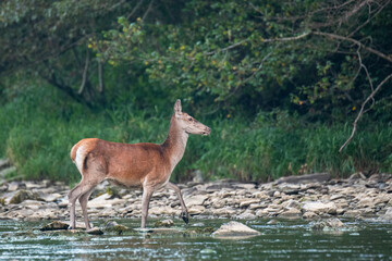 Red Deer in the river. Carpathian Mountains. Poland.