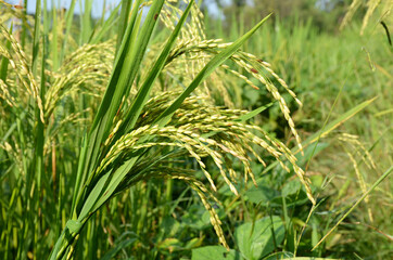 the green ripe paddy plant grains in the season.