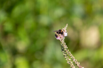 Bumblebee sitting on a pink flower with copy space and bokeh