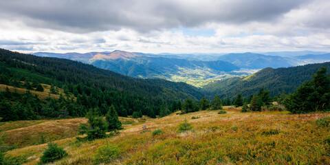 Fototapeta premium beautiful autumn landscape. hillside of mountain range with coniferous forest and meadow