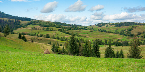 rural fields on rolling hills. green countryside scenery in early autumn. beautiful mountain landscape