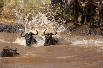 The wildebeest are also called as Gnu, these are even-hooved (ungulate) mammal