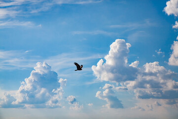 The hawk flying on blue sky with clouds background. Kazakhstan, Almaty region.