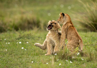 The lion is one of the four big cats and belongs to genus Panthera