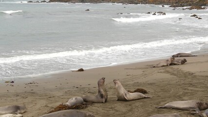Funny lazy elephant seals on sandy pacific ocean beach in San Simeon, California, USA. Awkward fat mirounga earless sea lions with unusual proboscis roaring. Alpha male playful reproductive behavior