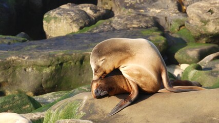 Fototapeta premium Sea lion on the rock in La Jolla. Wild eared seal resting near pacific ocean on stone. Funny wildlife animal lazing on the beach. Protected marine mammal in natural habitat, San Diego, California USA