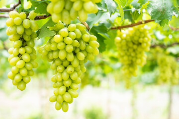 Green grapes on the vine in the vineyard. Vine and bunch of white grapes in garden the vineyard. grape farm in the north of Thailand.
