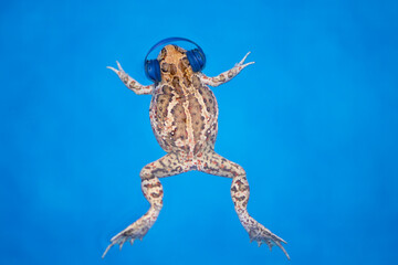 funny frog in headphones listens to music on a blue background