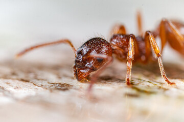 Head shot