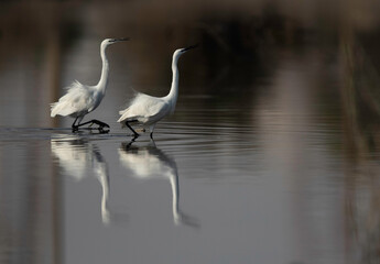 The intermediate egret also called as yellow-billed egret is a medium-sized heron