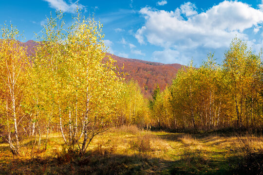birch trees in mountainous landscape. yellow foliage on the branches. beautiful nature scenery of uzhanian national park. sunny autumn weather with blue sky.