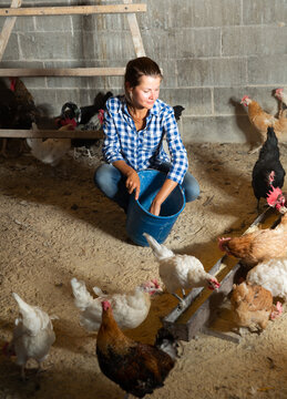 Positive young female farmer working in poultry barn of her smallholding, feeding chickens