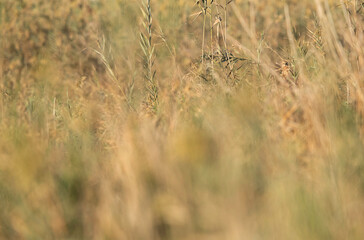 The marsh harriers are birds of prey, a medium-sized raptors