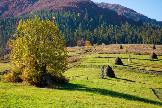 carpathian rural landscape in autumn. beautiful countryside scenery on a sunny day. haystacks on the green fields rolling through hills. trees in fall foliage