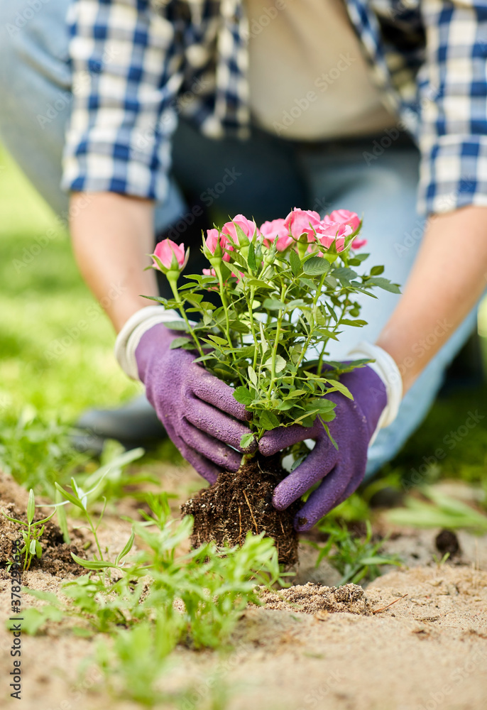 Wall mural gardening and people concept - woman planting rose flowers at summer garden