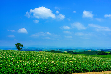 美瑛・白い花咲くジャガイモ畑