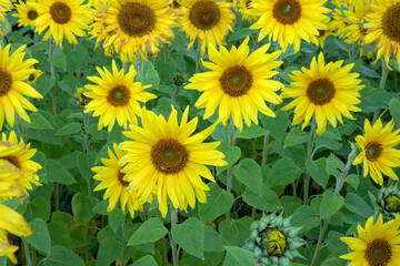 sunflower field at autumn