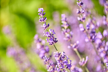 gardening, botany and flora concept - beautiful lavender flowers blooming in summer garden