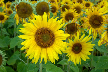 Fototapeta premium sunflower field at autumn