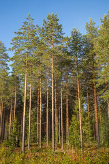 Obraz premium morning in a coniferous forest, Finland
