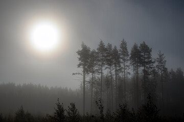 morning in the foggy forest, Finland