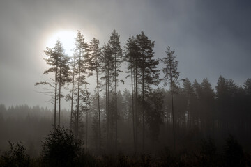 Fototapeta na wymiar morning in the foggy forest, Finland