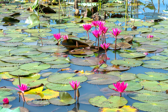 Water lilies bloom in the pond is beautiful. This is a flower that represents the purity, simplicity
