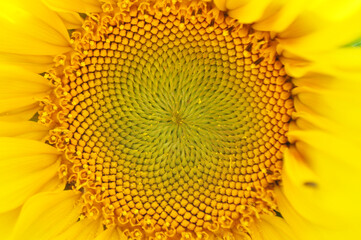 Obraz premium Bright, yellow flowers of sunflowers in their natural environment, field of sunflowers, close-up
