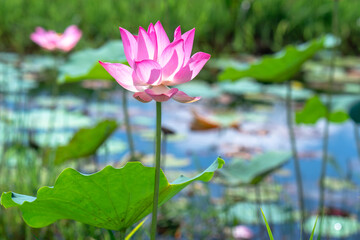 Close up of lotus flower blooming on spring morning. Buddhist flowers, bright and pure