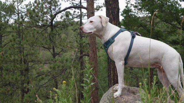 A white dog takes a break during hike in woods and stands on rock and looks out into the wilderness.