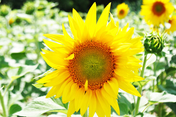 Bright, yellow flowers of sunflowers in their natural environment, field of sunflowers, close-up