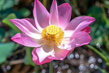 Close up of lotus flower blooming on spring morning. Buddhist flowers, bright and pure