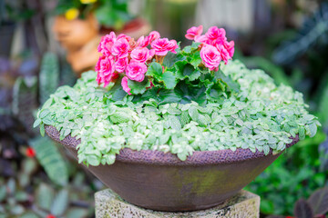 Beautiful flower in the garden.