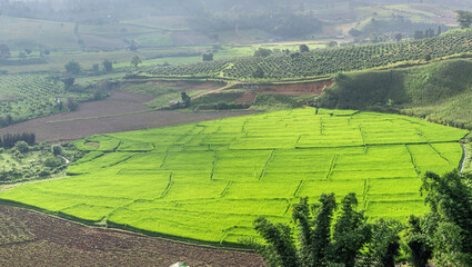 Green Paddy Rice Field View