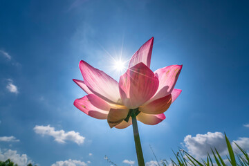 Lotus flowers bloom in the sun on summer mornings. Buddhist flowers, bright and pure