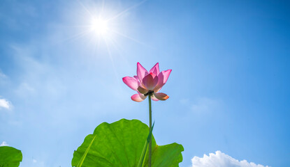 Lotus flowers bloom in the sun on summer mornings. Buddhist flowers, bright and pure