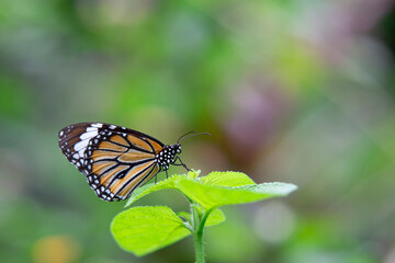 Butterfly in the garden