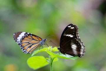 Butterfly in the garden