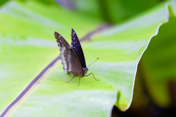 Butterfly in the garden