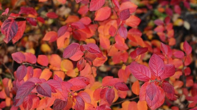 branches with autumn red and orange Cotoneaster lucidus, the shiny cotoneaster, or hedge cotoneaster leaves, close up full HD stock video footage in background real-time