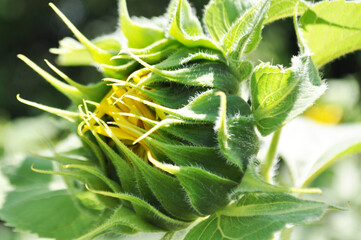 Bright, yellow flowers of sunflowers in their natural environment, field of sunflowers, close-up