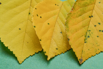 autumn, autumn yellow leaves with a beautiful structure, background.