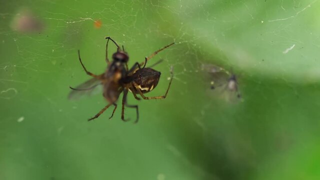 Cought in the spider's trap