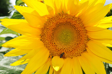 Bright, yellow flowers of sunflowers in their natural environment, field of sunflowers, close-up