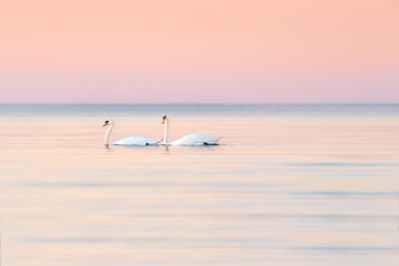 two swans in sunset on the peaceful sea