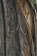Real Thick Bark Wood Tree Texture,  Bark Of Tree, Rough Surface Pattern, Background, Shallow depth of field.
